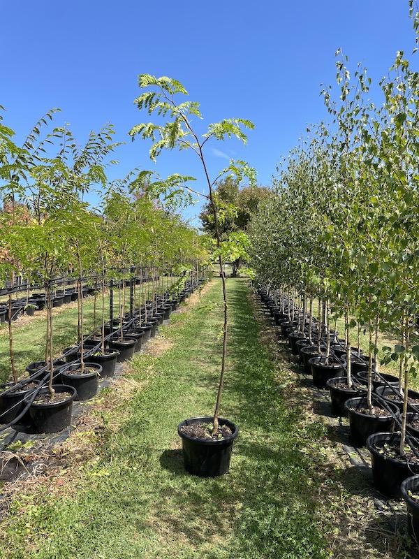 Gleditsia Triacanthos 'shademaster' Single Stem - View 37 from www redcrocus com