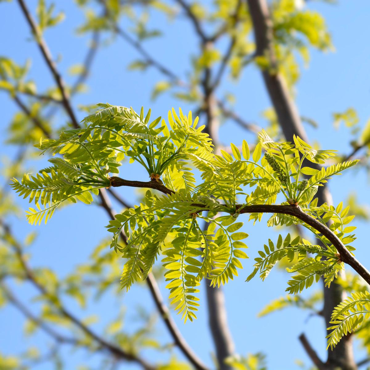 Gleditsia Triacanthos 'shademaster' Single Stem - View 40 from www redcrocus com