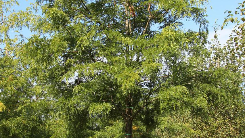 Gleditsia Triacanthos 'shademaster' Single Stem - View 4 from www redcrocus com