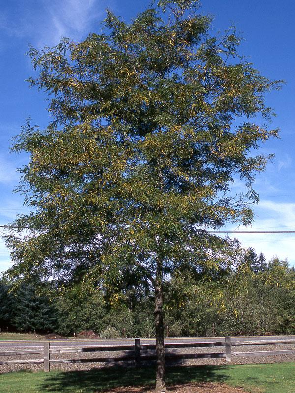 Gleditsia Triacanthos 'shademaster' Single Stem - View 5 from www redcrocus com
