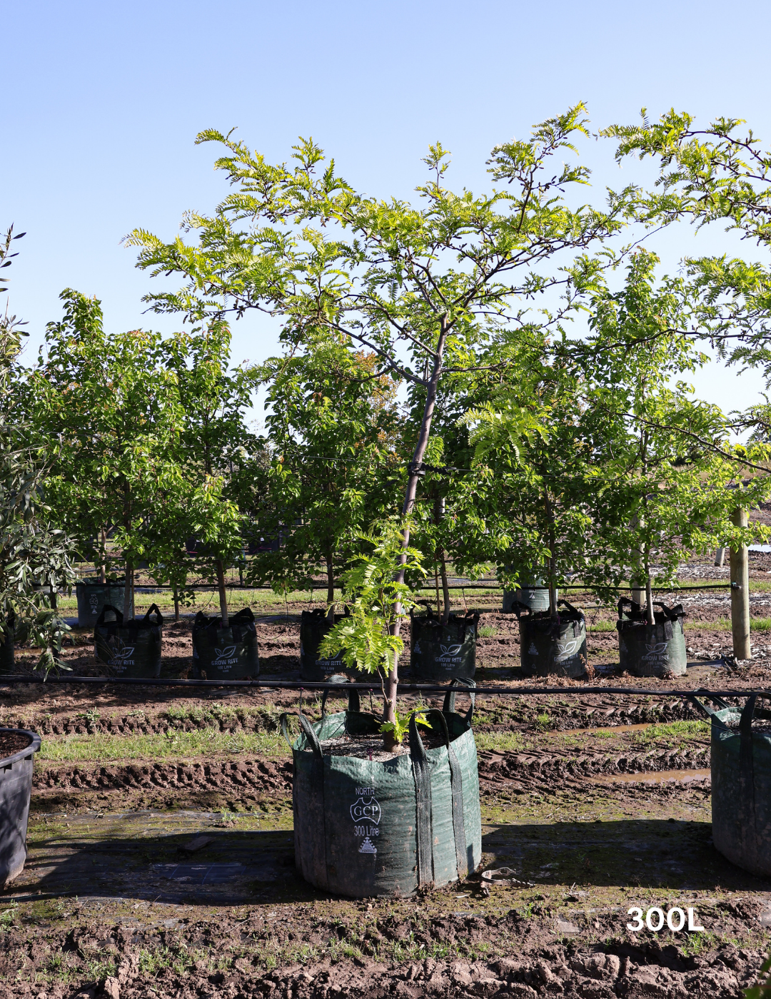 Gleditsia Triacanthos 'shademaster' Single Stem - View 6 from www redcrocus com
