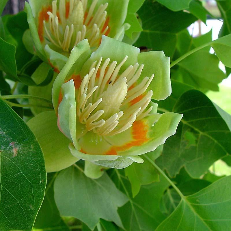 Liriodendron Tulipifera 'emerald City' - View 22 from www redcrocus com