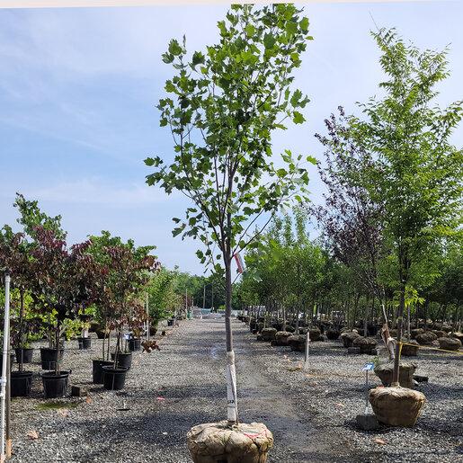 Liriodendron Tulipifera 'emerald City' - View 25 from www redcrocus com