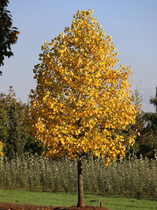 Liriodendron Tulipifera 'emerald City' - View 2 from www redcrocus com