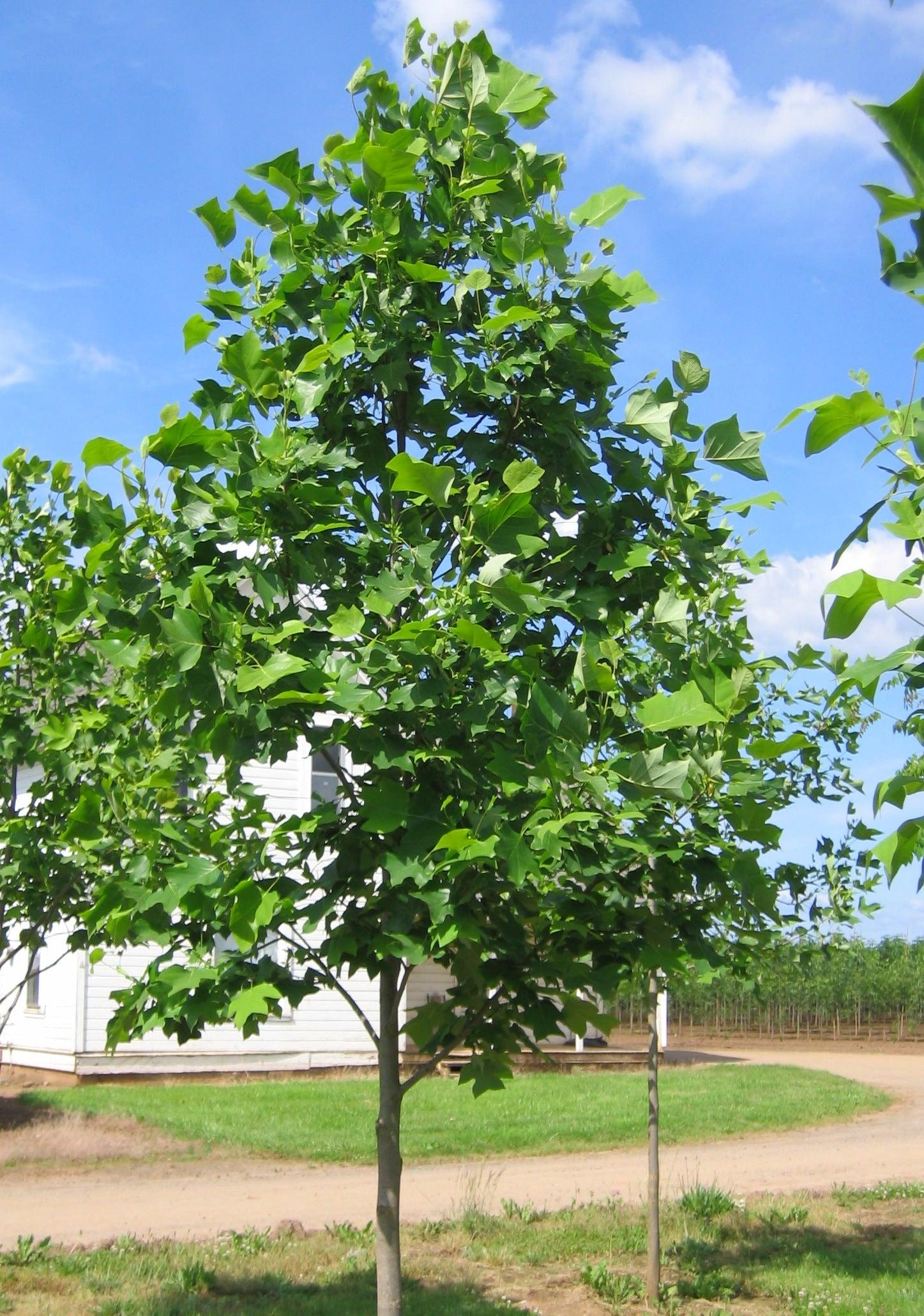 Liriodendron Tulipifera 'emerald City' - View 35 from www redcrocus com