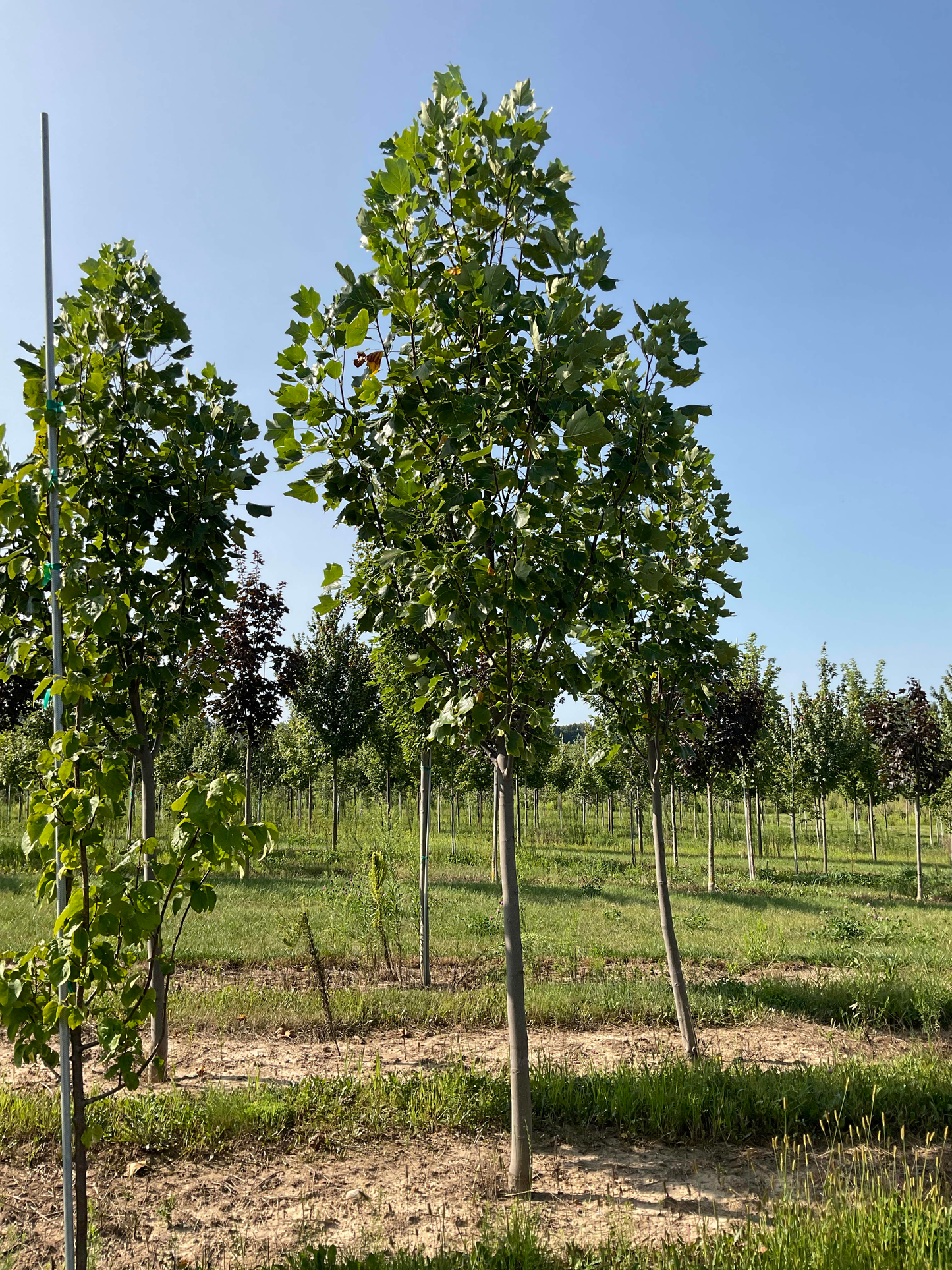 Liriodendron Tulipifera 'emerald City' - View 36 from www redcrocus com