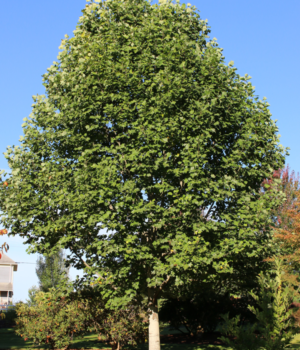 Liriodendron Tulipifera 'emerald City' - View 37 from www redcrocus com