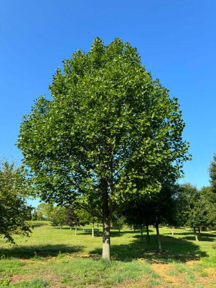 Liriodendron Tulipifera 'emerald City' - View 7 from www redcrocus com