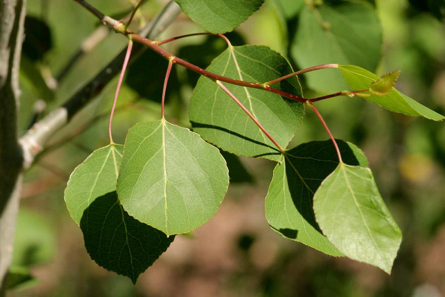 Populus Tremloides Single Stem - View 10 from www redcrocus com