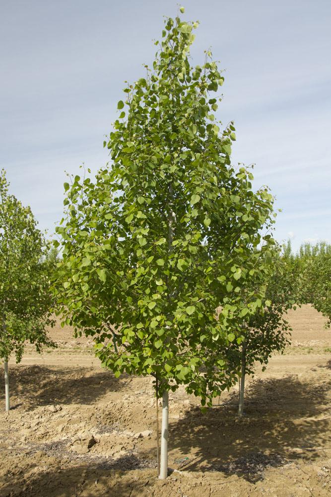 Populus Tremloides Single Stem - View 12 from www redcrocus com