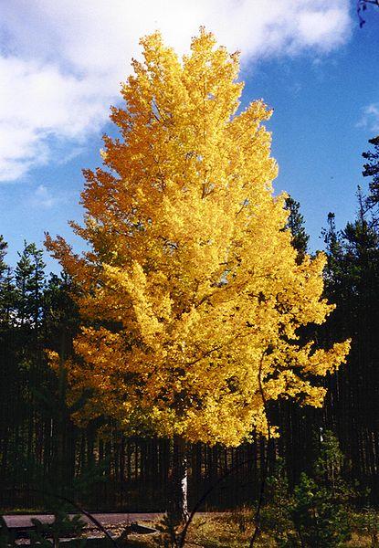 Populus Tremloides Single Stem - View 14 from www redcrocus com