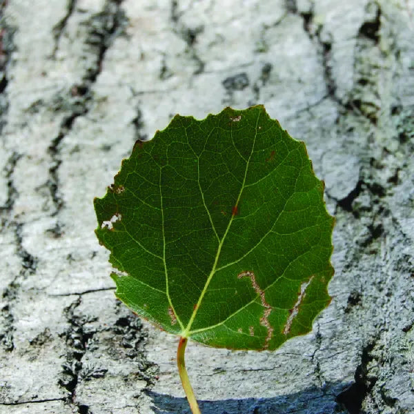 Populus Tremloides Single Stem - View 16 from www redcrocus com