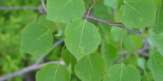 Populus Tremloides Single Stem - View 1 from www redcrocus com