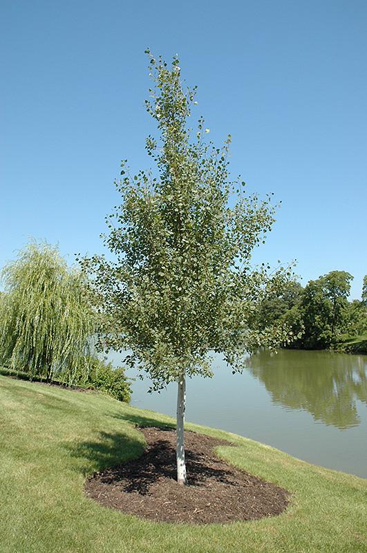 Populus Tremloides Single Stem - View 2 from www redcrocus com