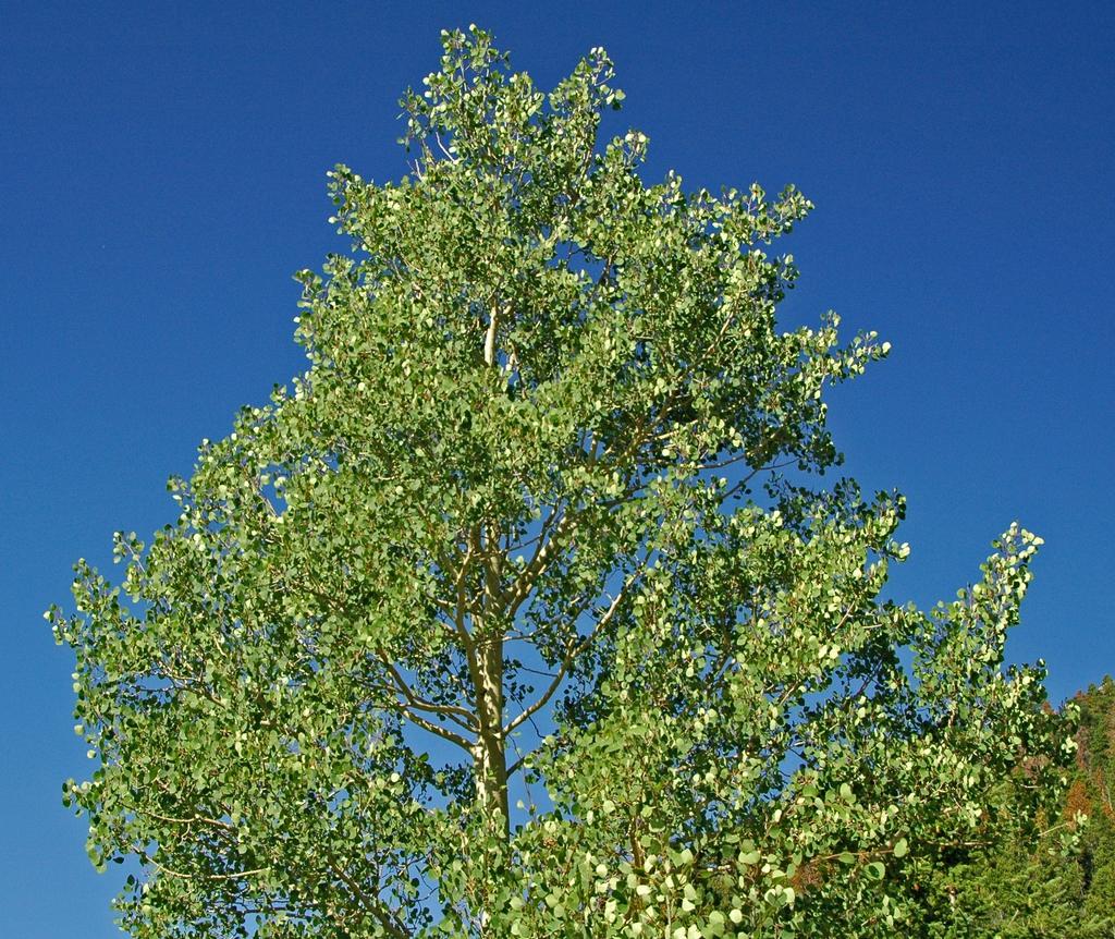 Populus Tremloides Single Stem - View 3 from www redcrocus com