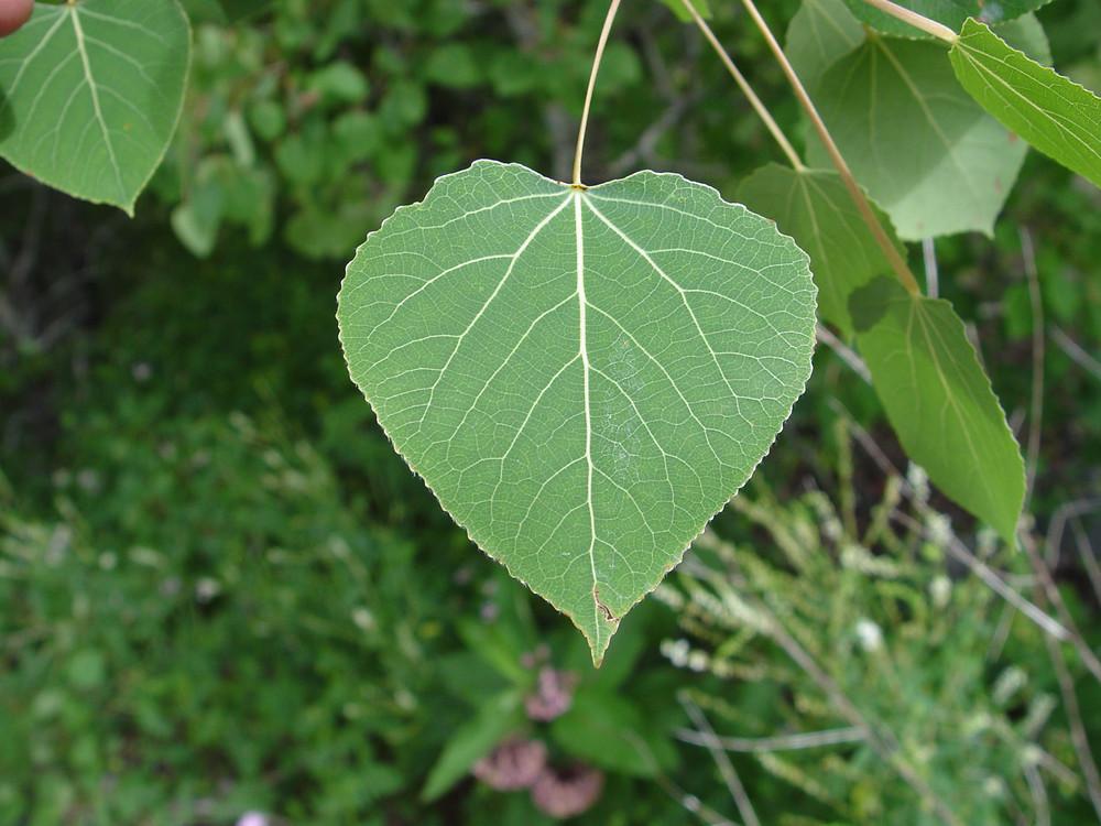 Populus Tremloides Single Stem - View 4 from www redcrocus com