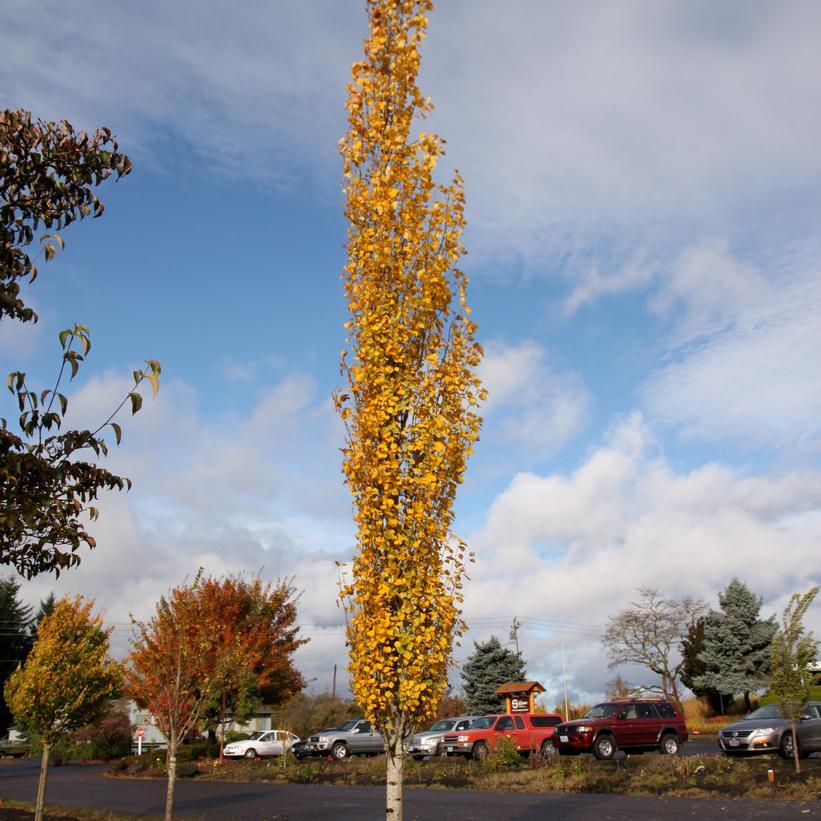 Populus Tremloides Single Stem - View 5 from www redcrocus com