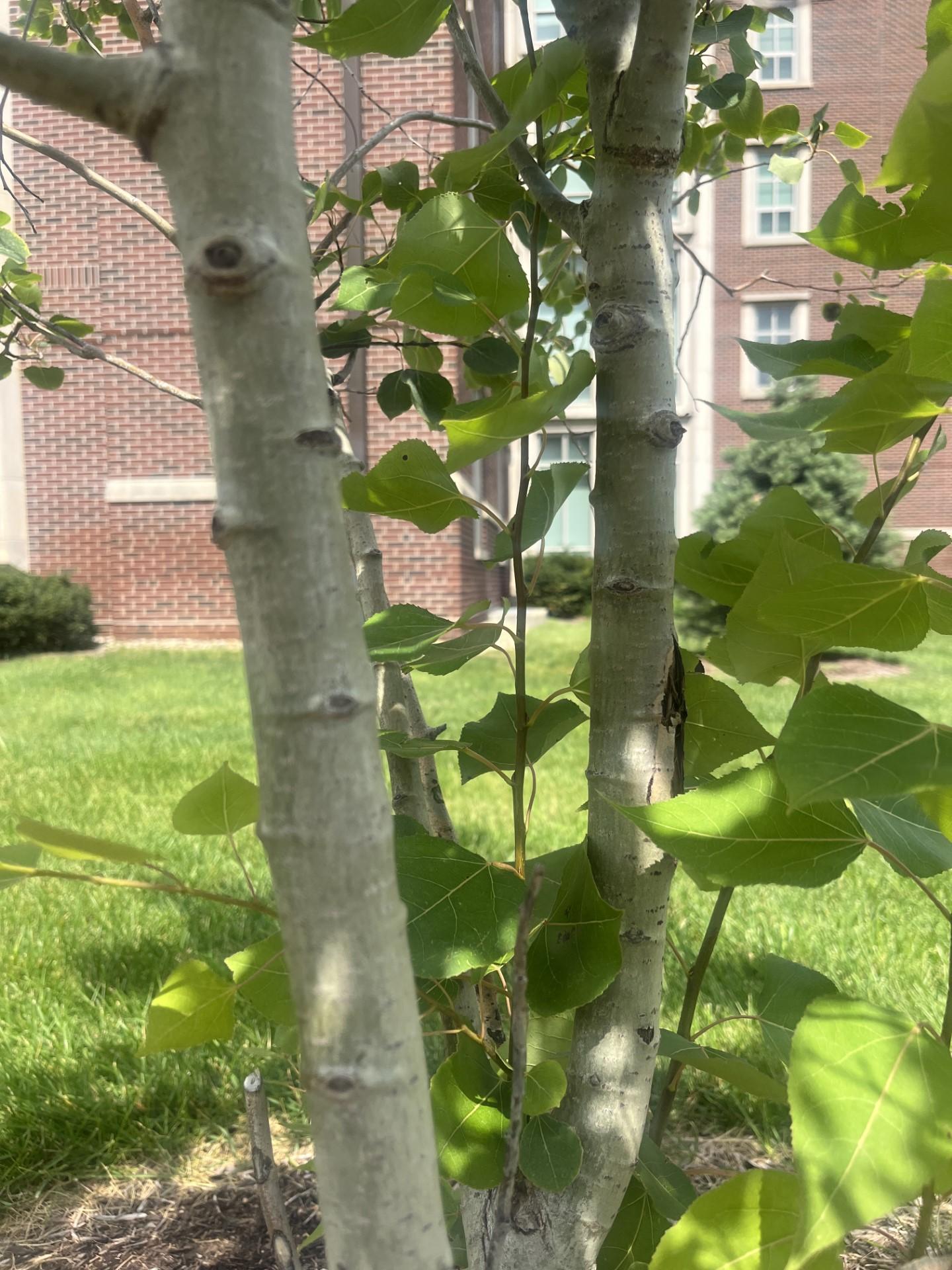 Populus Tremloides Single Stem - View 6 from www redcrocus com