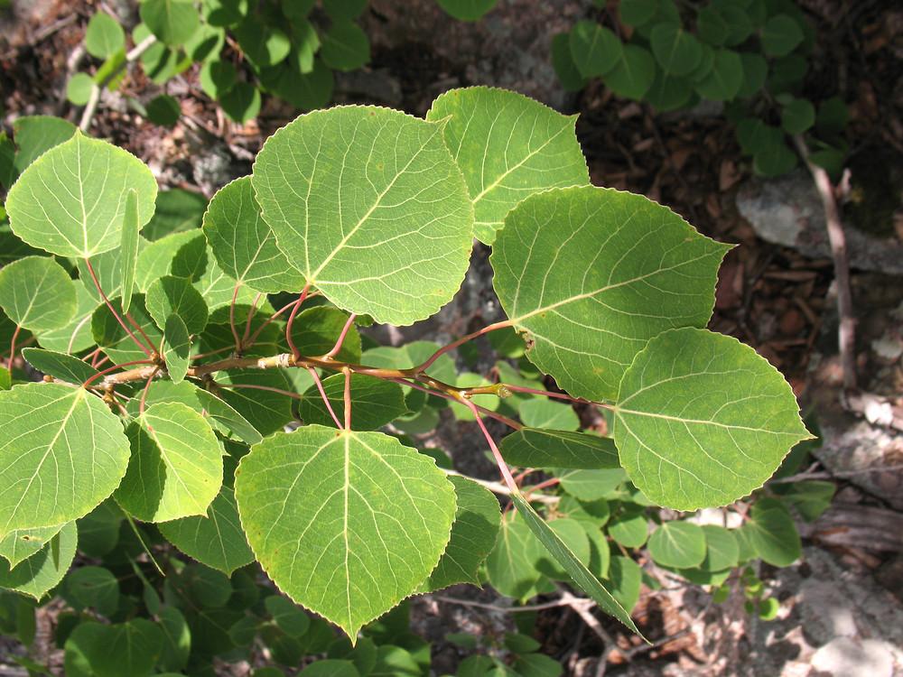 Populus Tremloides Single Stem - View 7 from www redcrocus com