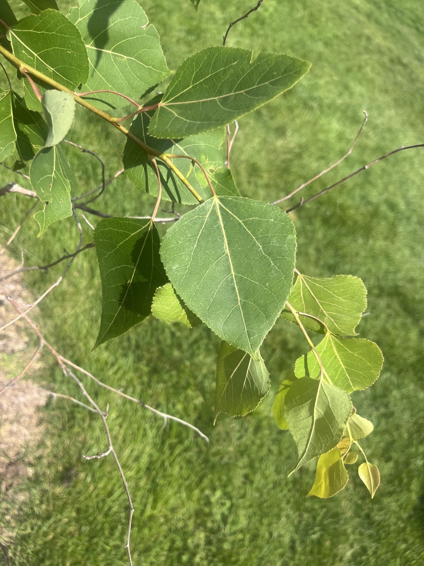 Populus Tremloides Single Stem - View 8 from www redcrocus com