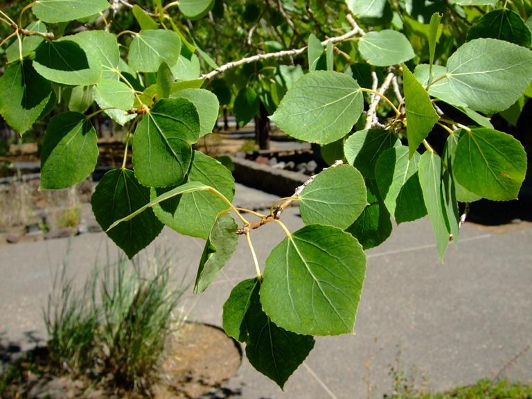 Populus Tremloides Single Stem - View 9 from www redcrocus com