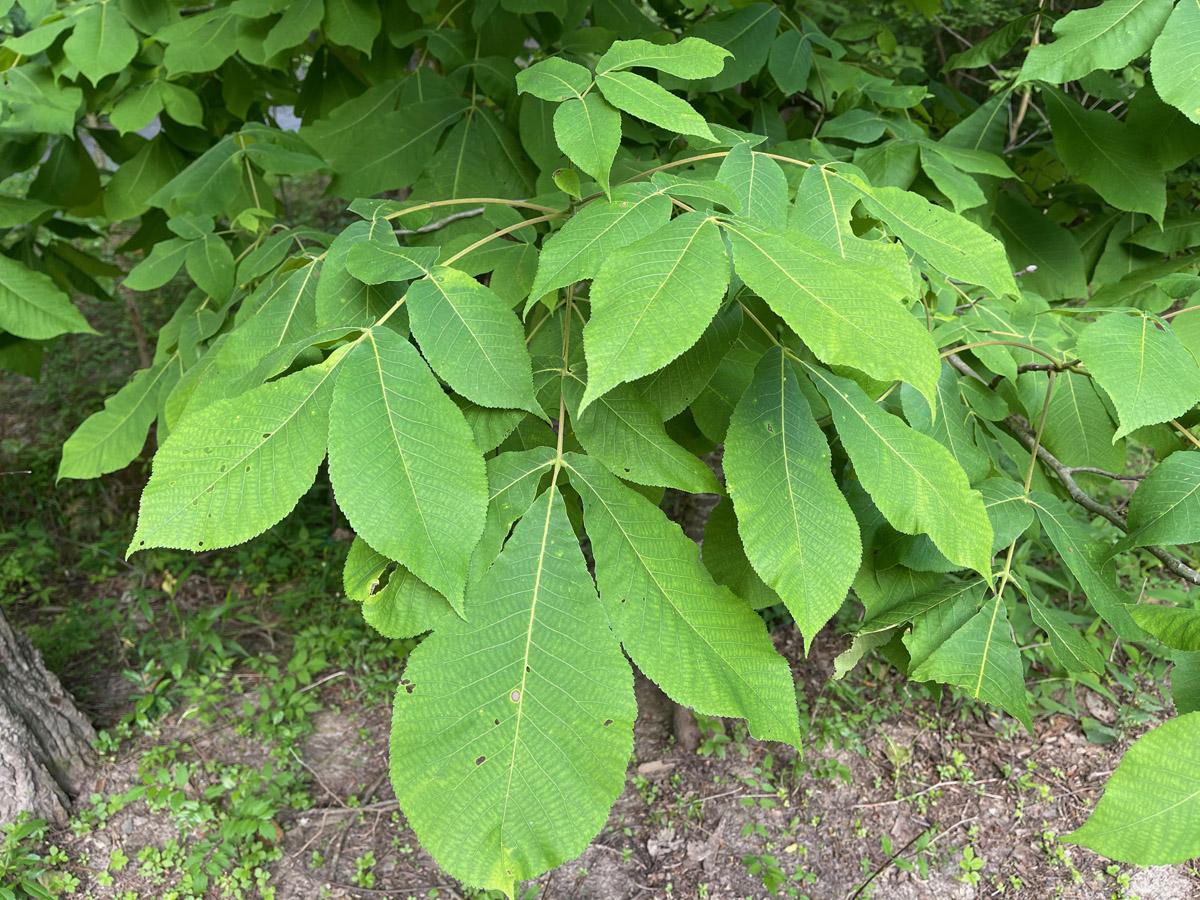 Carya Glabra - View 10 from www redcrocus com