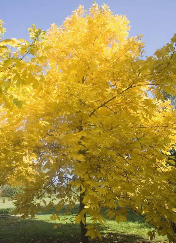 Carya Glabra - View 11 from www redcrocus com