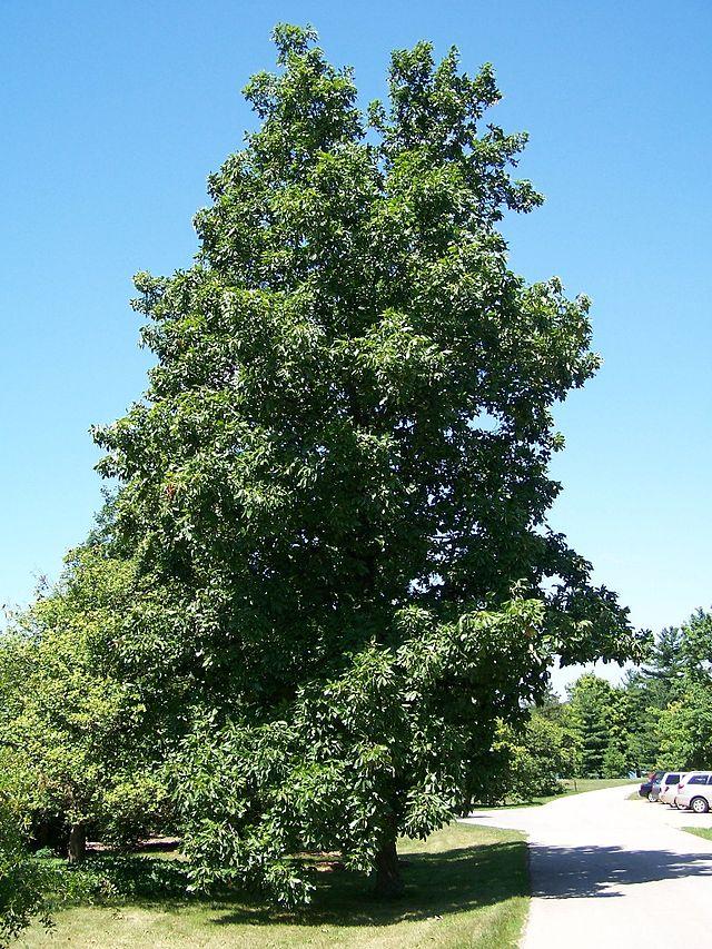 Carya Glabra - View 12 from www redcrocus com