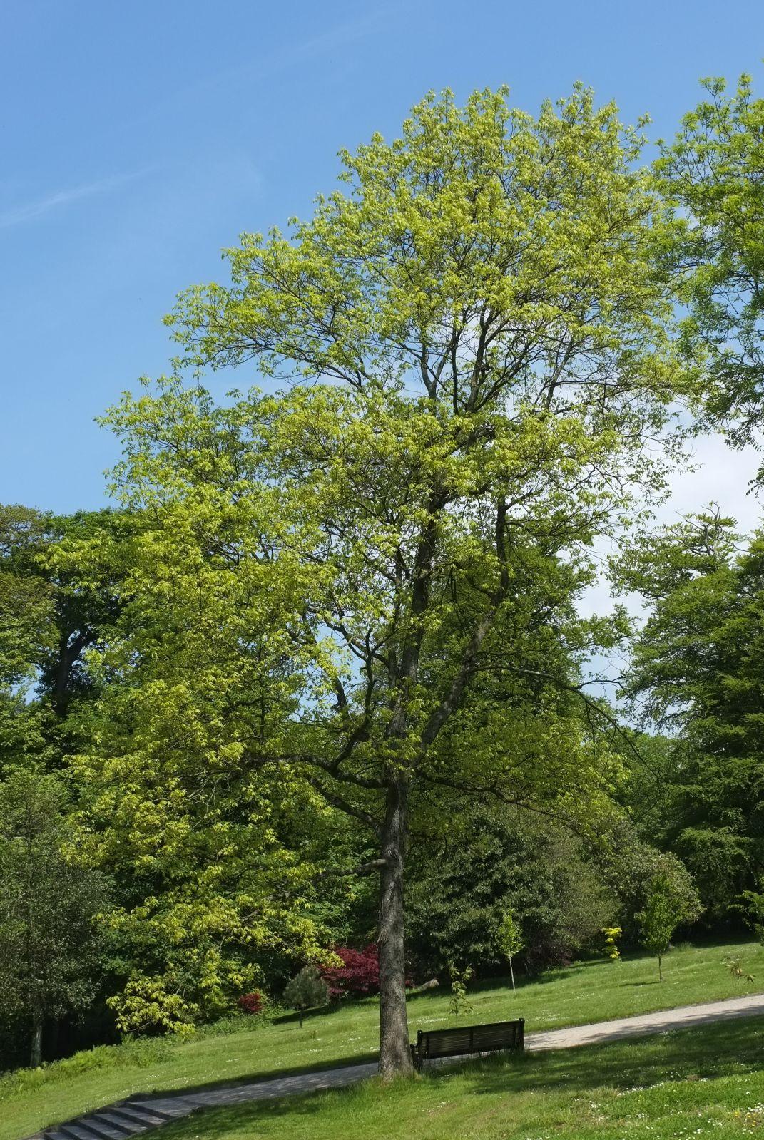 Carya Glabra - View 15 from www redcrocus com