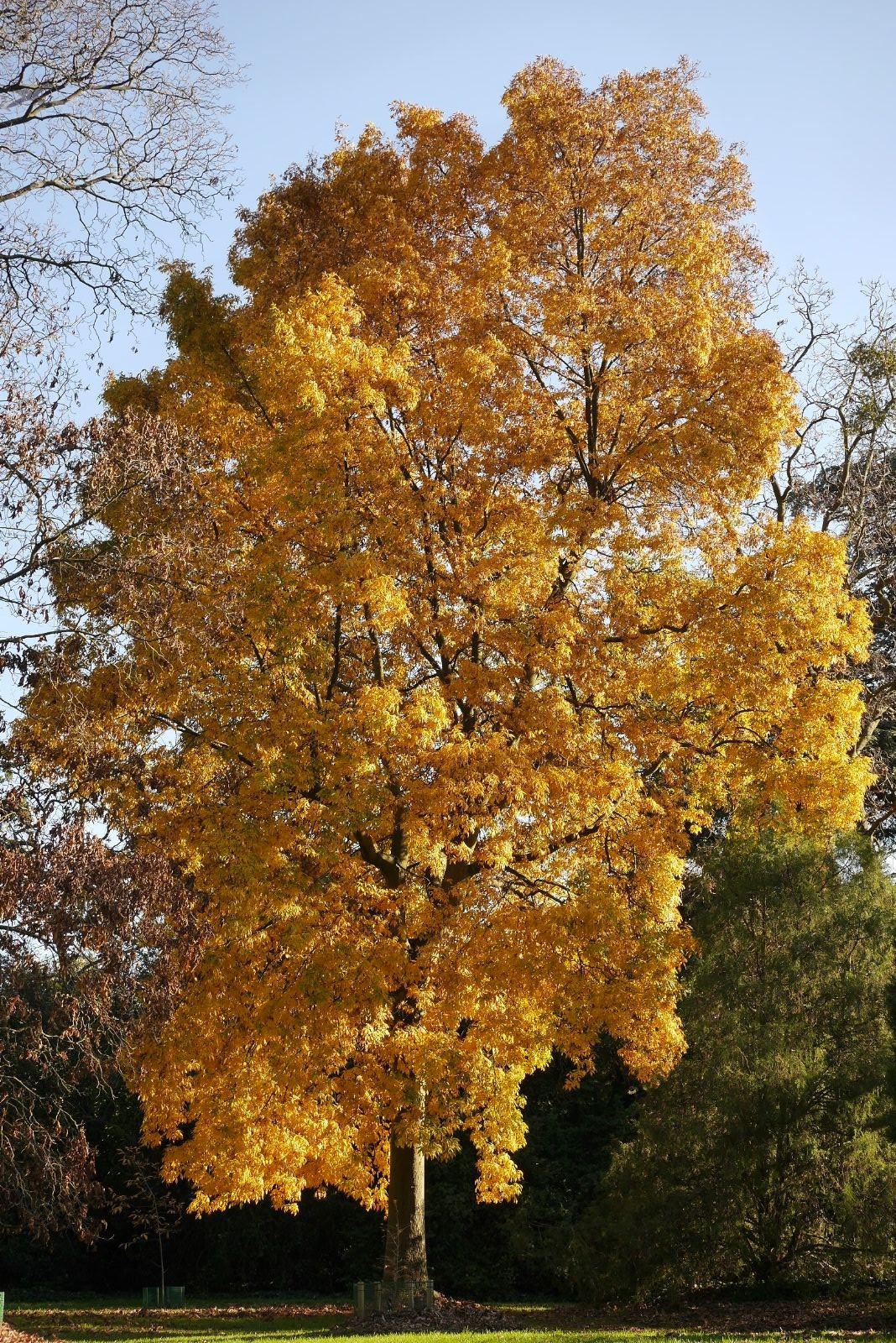 Carya Glabra - View 16 from www redcrocus com