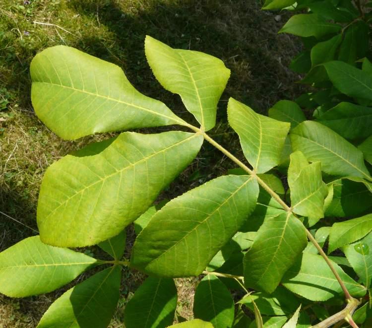 Carya Glabra - View 19 from www redcrocus com