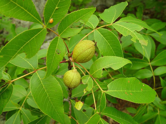 Carya Glabra - View 1 from www redcrocus com