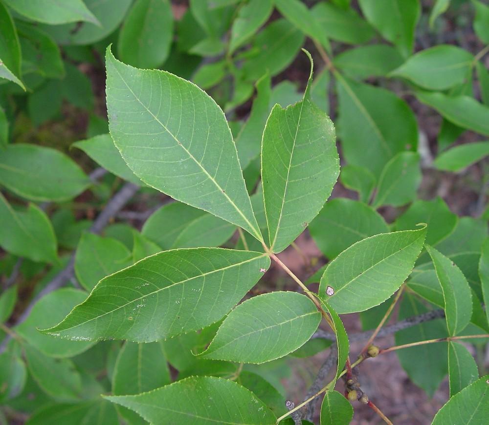 Carya Glabra - View 2 from www redcrocus com