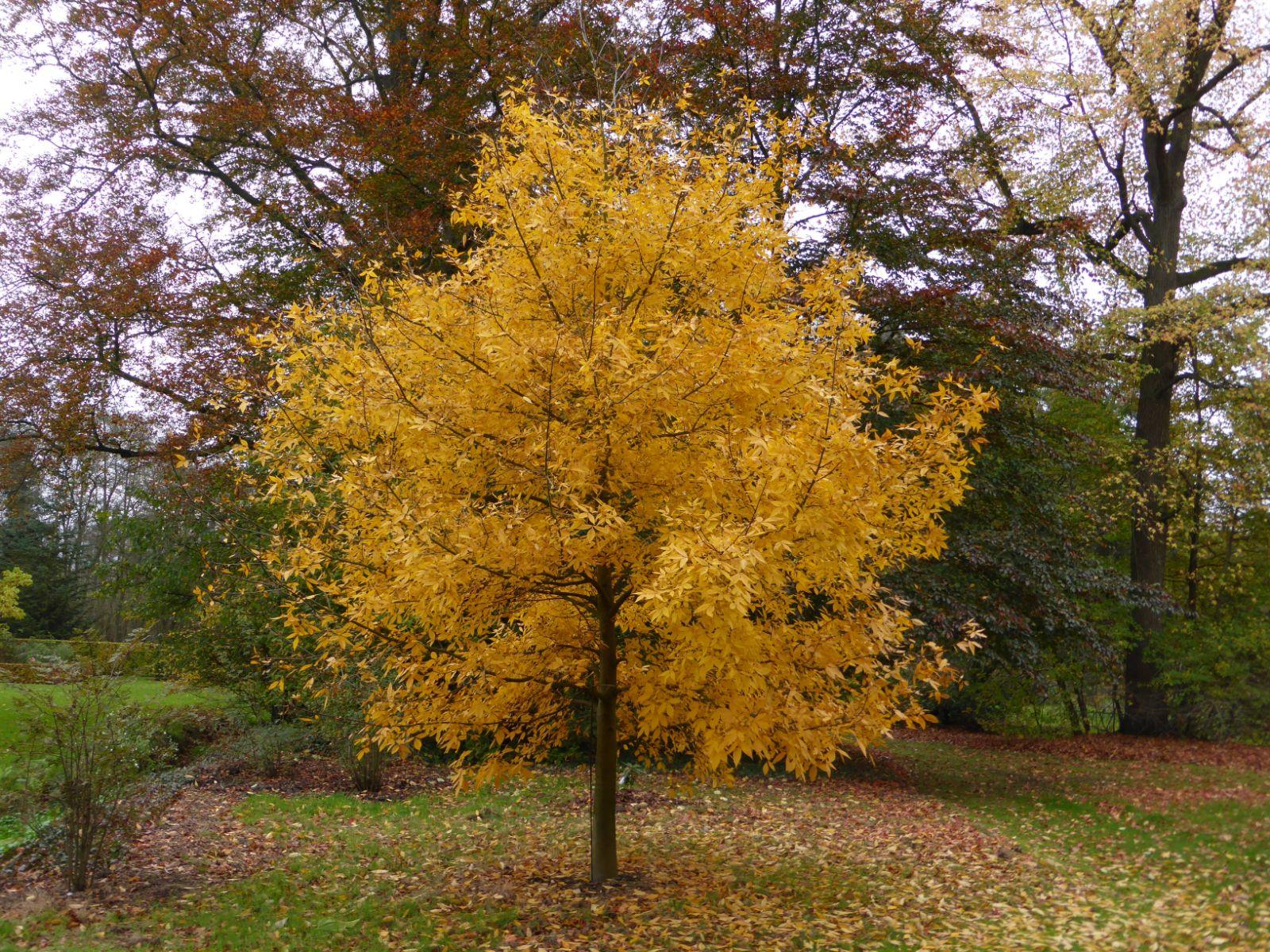 Carya Glabra - View 4 from www redcrocus com
