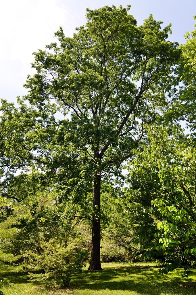 Carya Glabra - View 6 from www redcrocus com