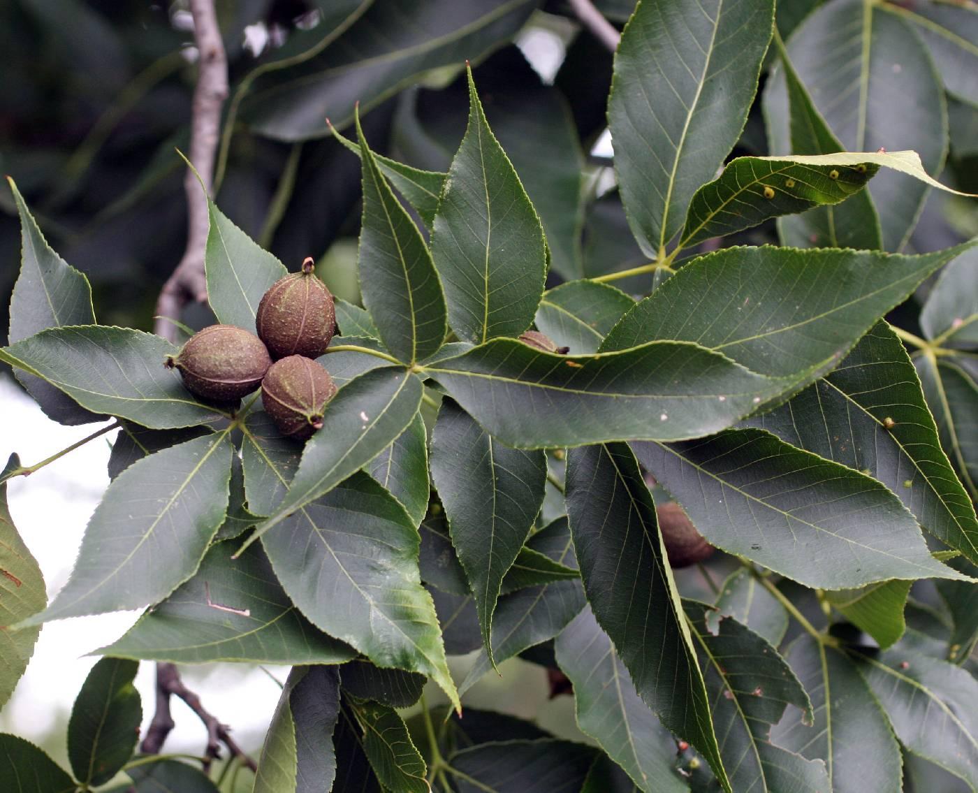 Carya Glabra - View 8 from www redcrocus com