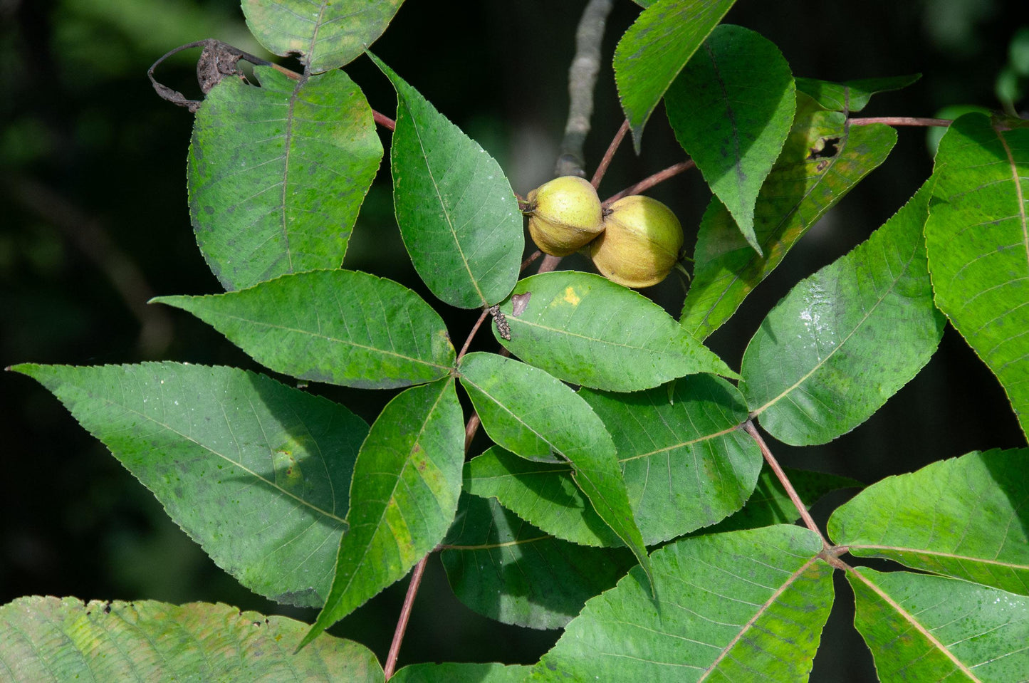 Carya Glabra - View 9 from www redcrocus com