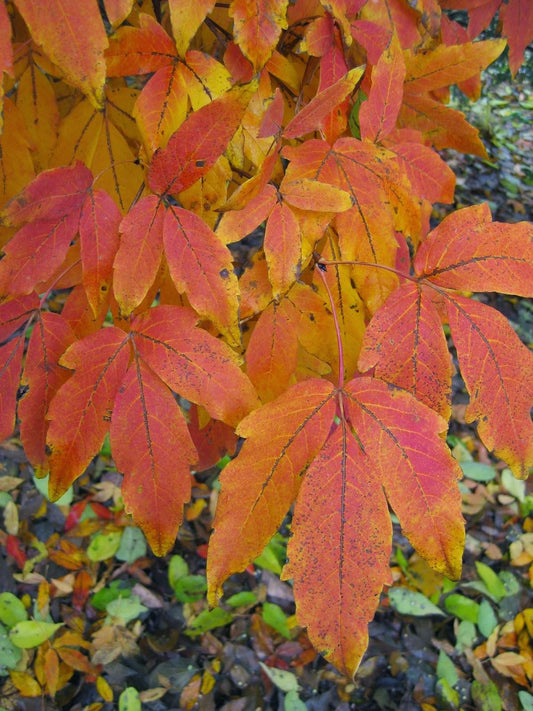 Acer Triflorum - View 10 from www redcrocus com