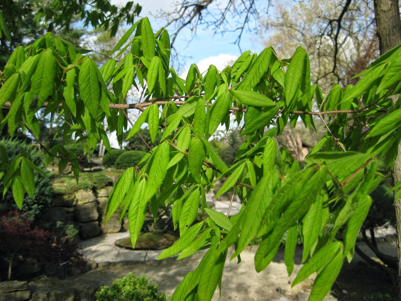 Acer Triflorum - View 12 from www redcrocus com