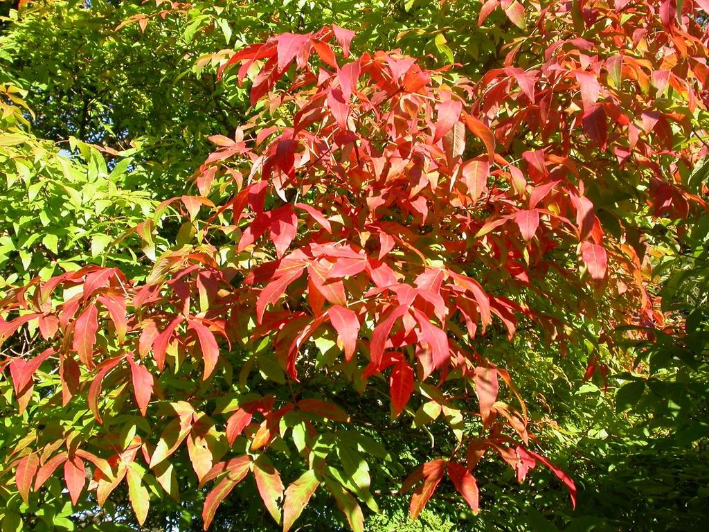 Acer Triflorum - View 14 from www redcrocus com