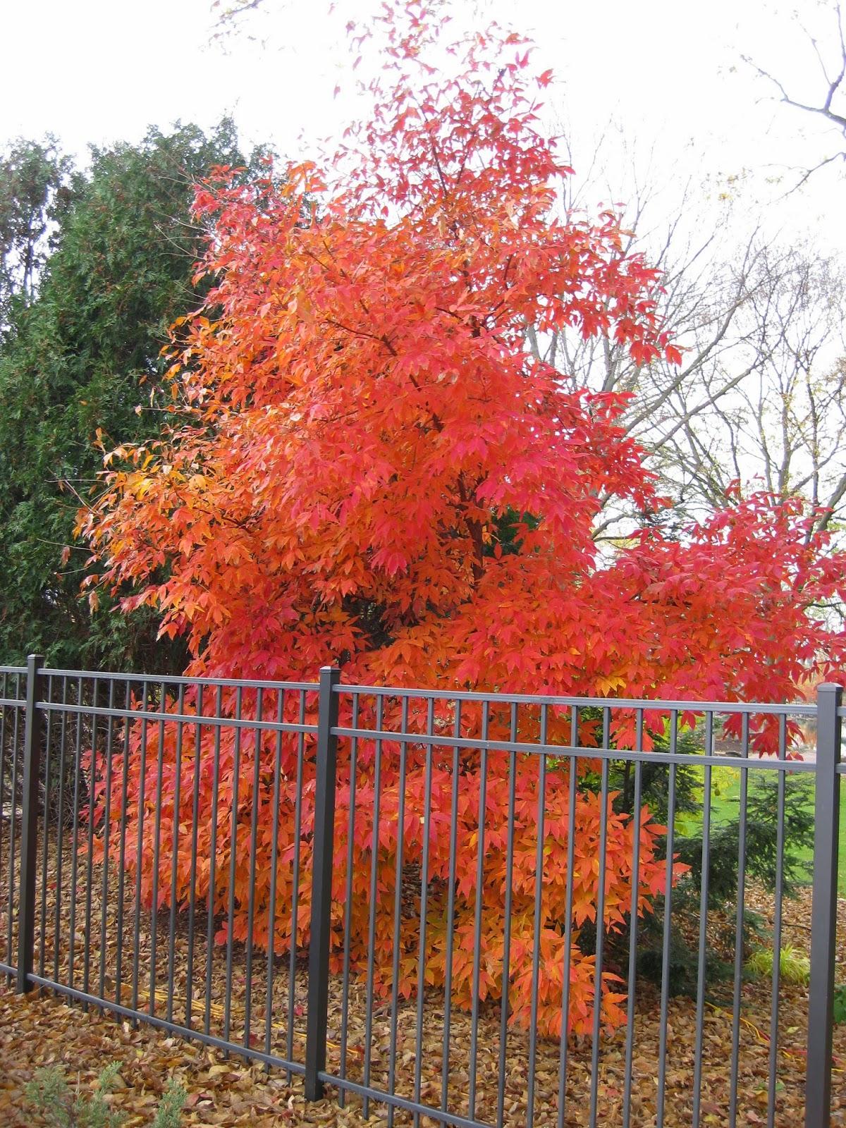 Acer Triflorum - View 17 from www redcrocus com