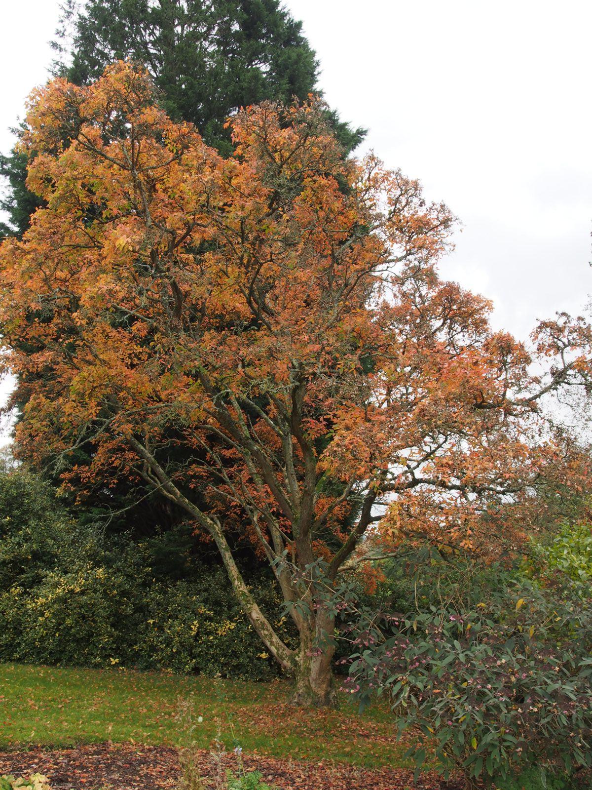 Acer Triflorum - View 19 from www redcrocus com