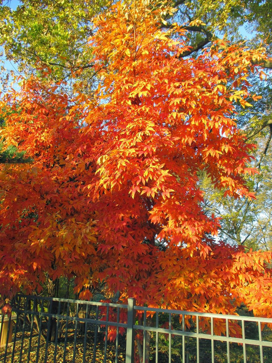 Acer Triflorum - View 1 from www redcrocus com