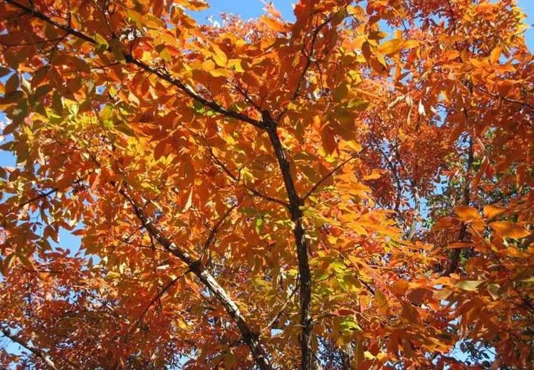 Acer Triflorum - View 20 from www redcrocus com