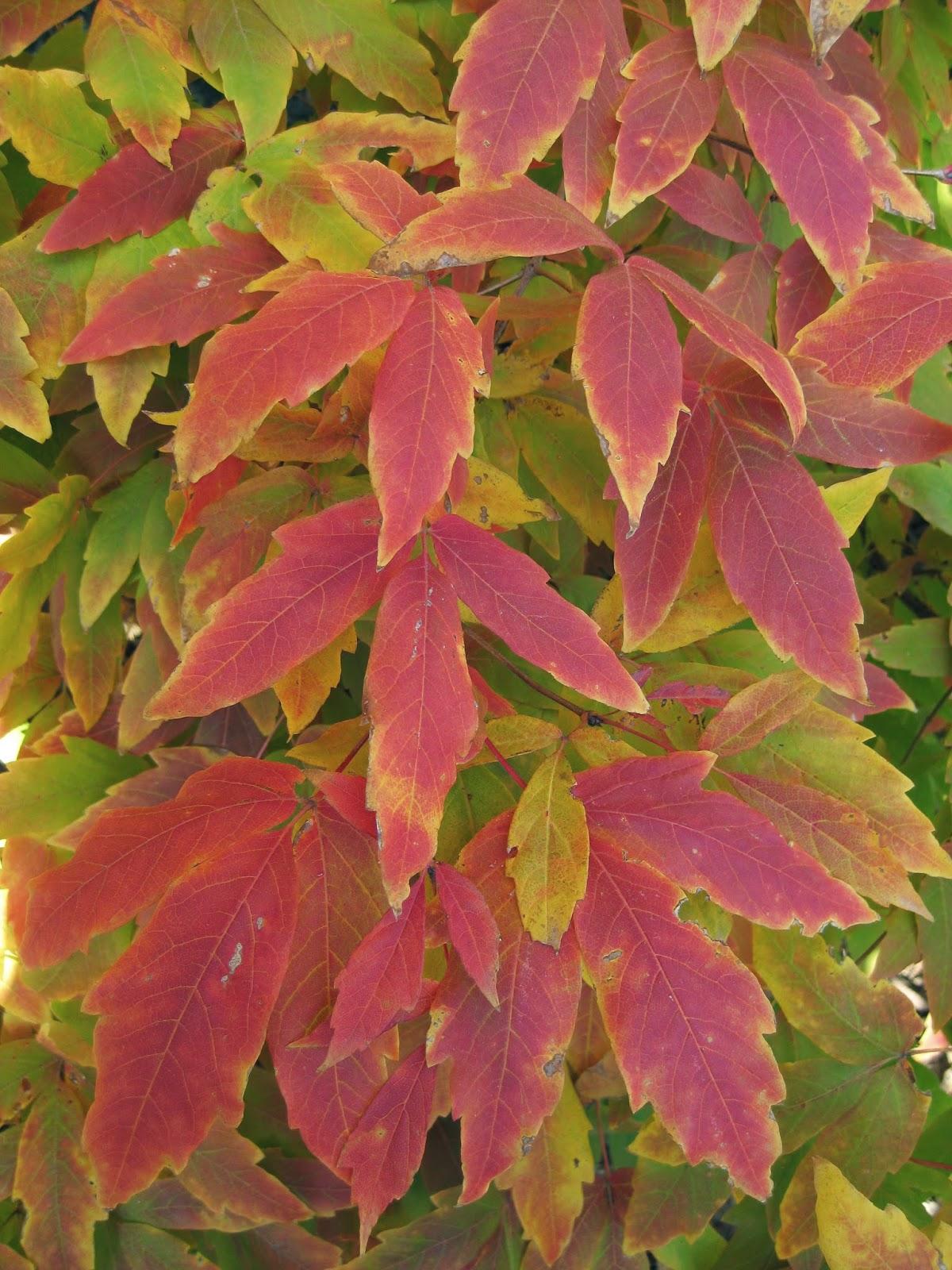 Acer Triflorum - View 2 from www redcrocus com