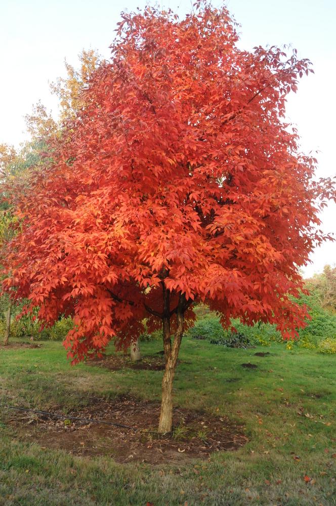 Acer Triflorum - View 4 from www redcrocus com
