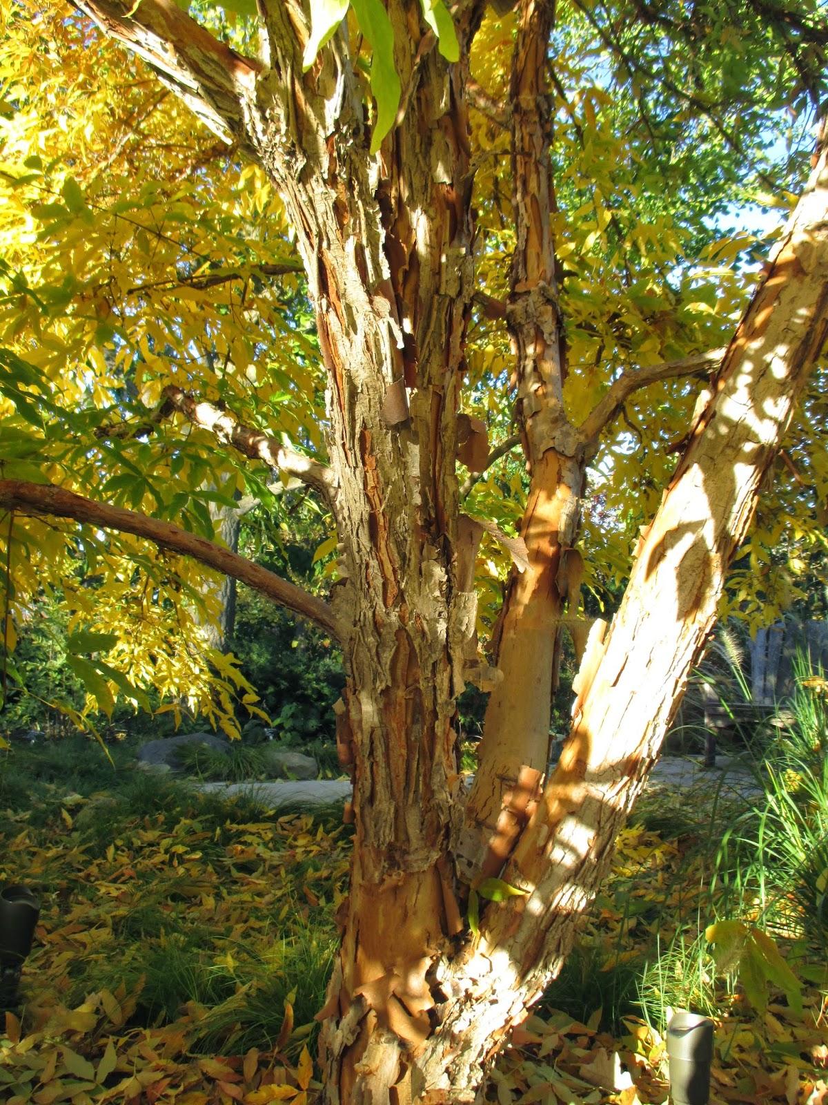 Acer Triflorum - View 5 from www redcrocus com