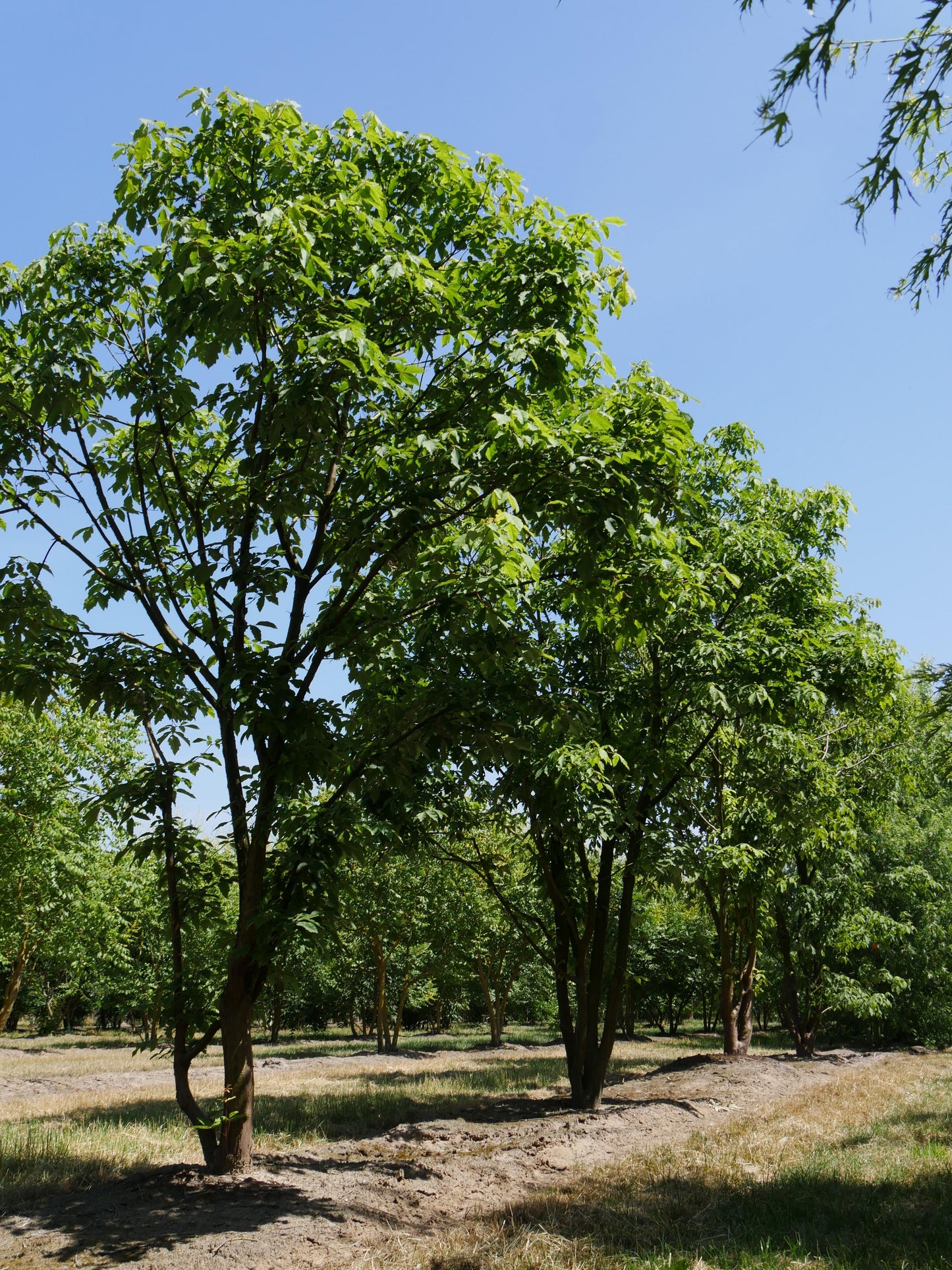 Acer Triflorum - View 6 from www redcrocus com