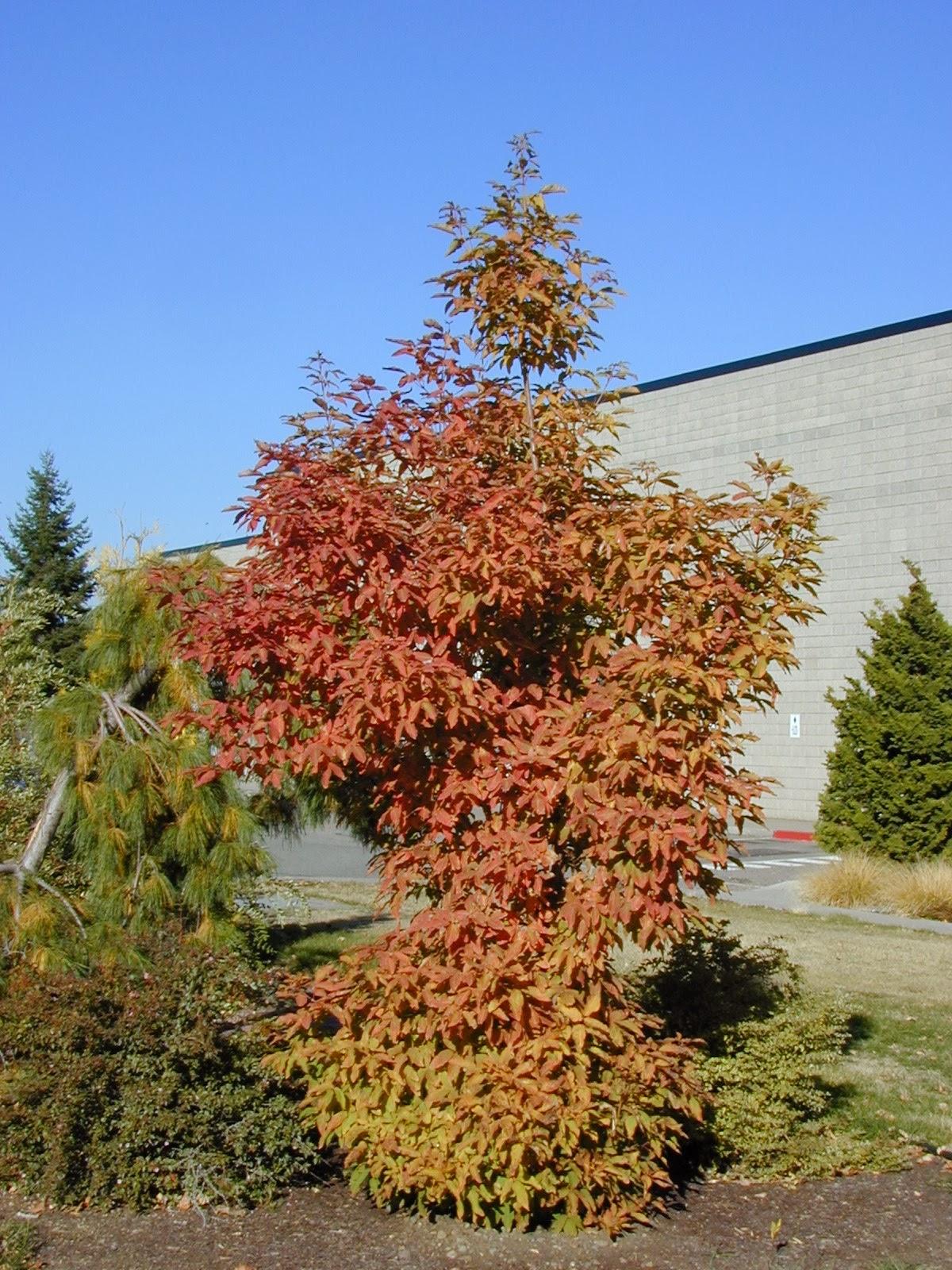 Acer Triflorum - View 7 from www redcrocus com