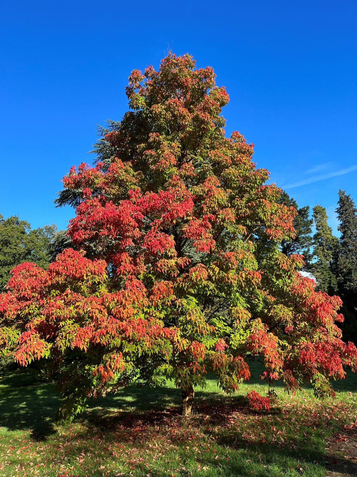 Acer Triflorum - View 9 from www redcrocus com